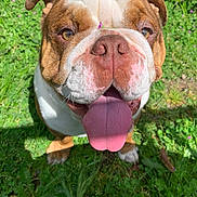 Rocky is registered to the contest to win money with this photo: animal, bulldog, closeup, cute, dog, flower, friendly, grass, greenery, happy, mammal, nature, nose, outdoor, pet, playful, summer, sunlight, tongue, tongue_out