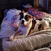 Apollo is registered to the contest to win money with this photo: dog, american_bulldog, bed, blanket, pillow, person, child, bedroom, floral_pattern, white_and_brown, lying_down, pet, collar, paw, gaze, bedding, foot, quilt, nighttime, cozy