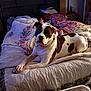 dog, american_bulldog, bed, blanket, pillow, person, child, bedroom, floral_pattern, white_and_brown, lying_down, pet, collar, paw, gaze, bedding, foot, quilt, nighttime, cozy