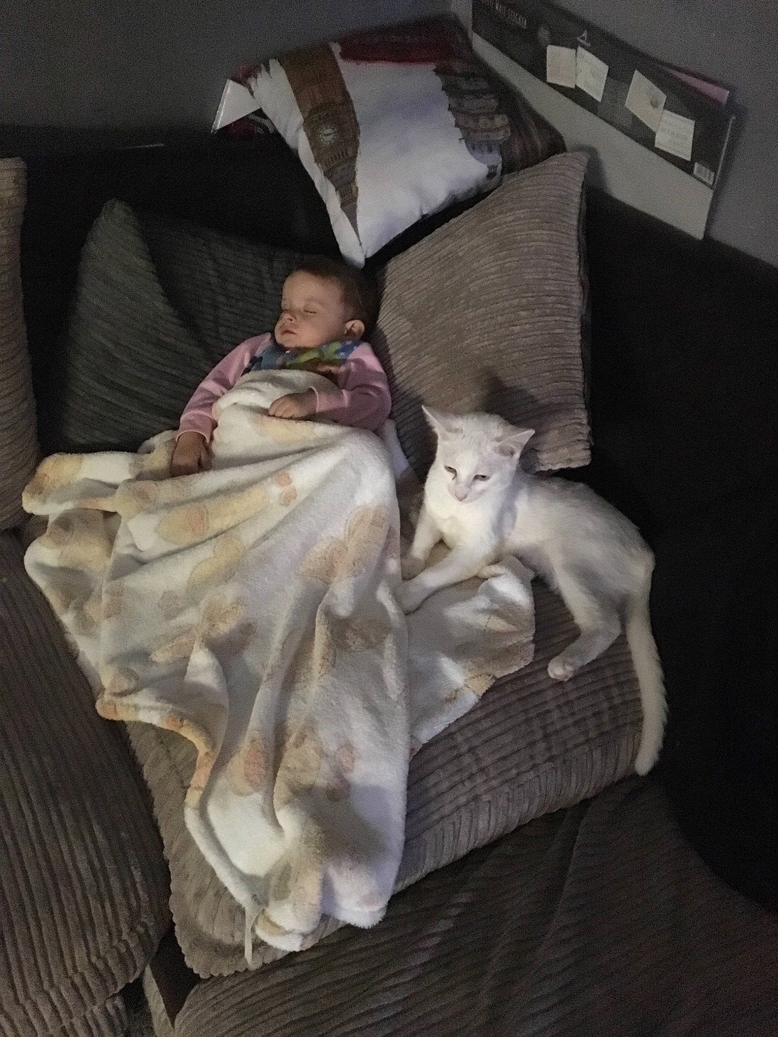 Snowey is registered to the contest to win money with this photo: bed, bed_sheet, bedding, blanket, cat, comfort, couch, duvet, felidae, fur, furniture, linens, person, pillow, room, textile