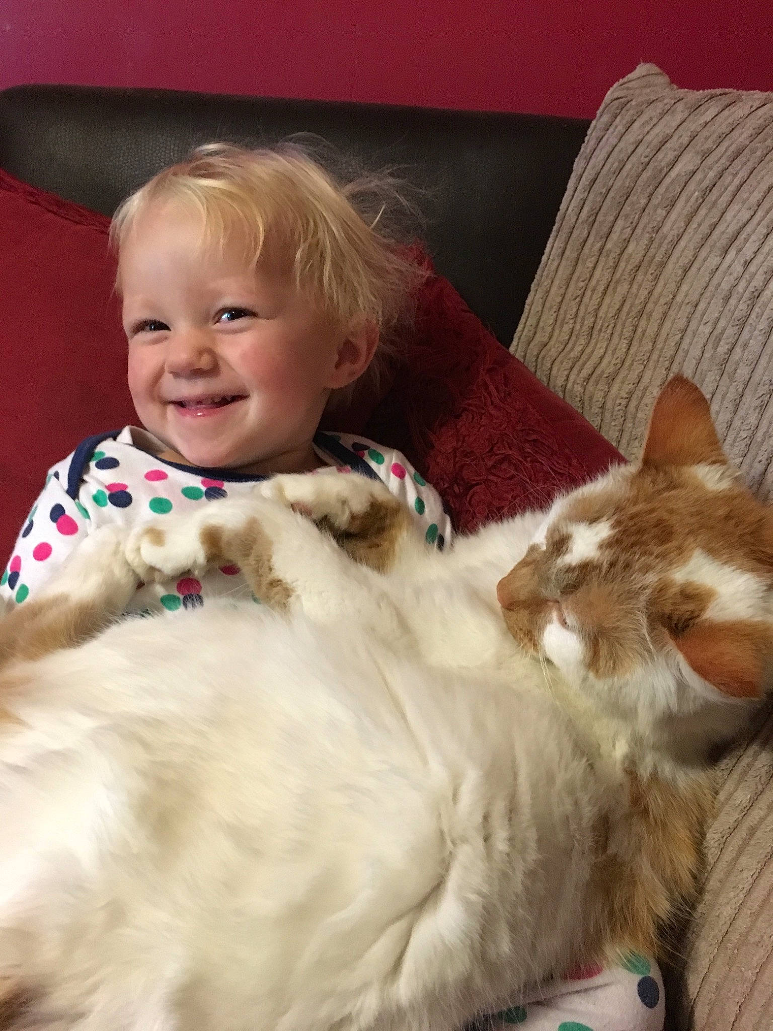 Twinks is registered to the contest to win money with this photo: baby, canidae, carnivore, cat, child, companion_dog, ear, eye, fawn, felidae, fur, joy, person, play, ragdoll, skin, small_to_medium_sized_cats, toddler, whiskers