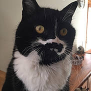 Elite participe au concours pour gagner de l'argent avec cette photo : animal, black_and_white, cat, close_up, curious, cute, decor, domestic, feline, fur, indoor, light, mammal, pet, portrait, whiskers, window, wooden_surface, yellow_eyes