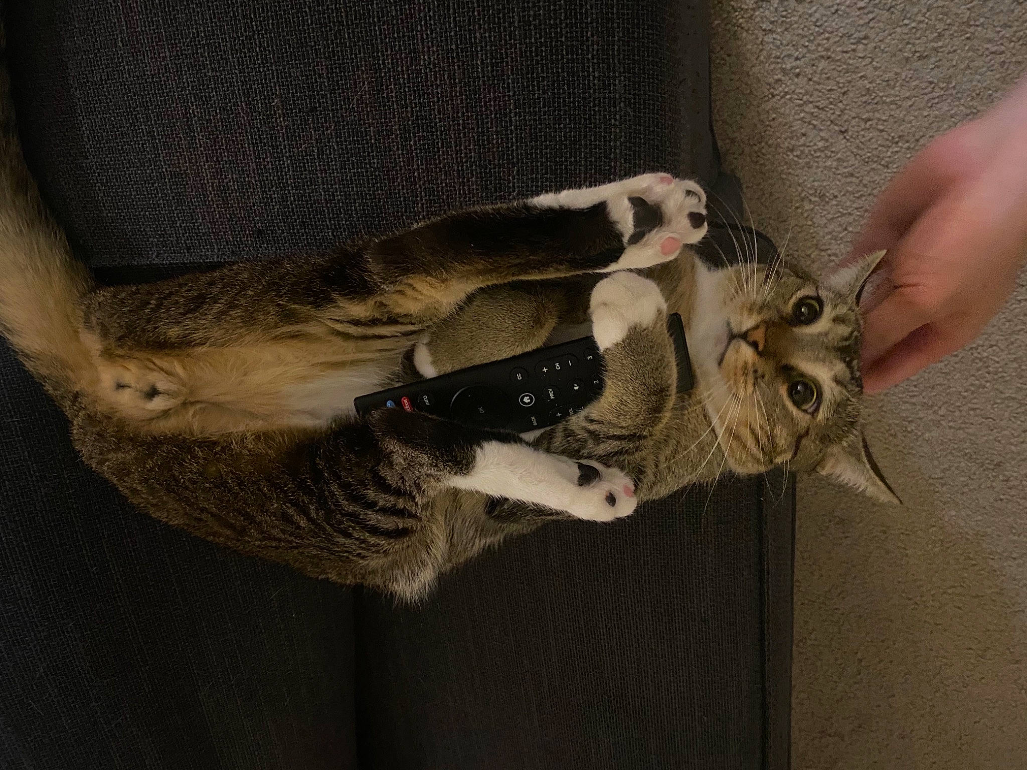 Melon joined the competition — help win amazing prizes! carnivore, cat, claw, domestic_short_haired_cat, fawn, felidae, fur, gesture, paw, reptile, safety_glove, small_to_medium_sized_cats, snout, tail, trunk, whiskers, wildlife, wood