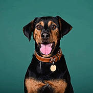 Patapouf participe au concours pour gagner de l'argent avec cette photo : animal, black_fur, brown_collar, canine, cute, dog, domestic_animal, ears, eyes, fur, happy, mouth, pet, portrait, snout, studio, tag, tan_fur, teal_background, tongue_out