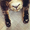 Kit Cat is registered to the contest to win money with this photo: cat, animal, pet, feline, paws, fur, whiskers, teeth, nose, upside_down, relaxed, resting, close_up, texture, fabric, indoor, cute, sleeping, claws, mammal