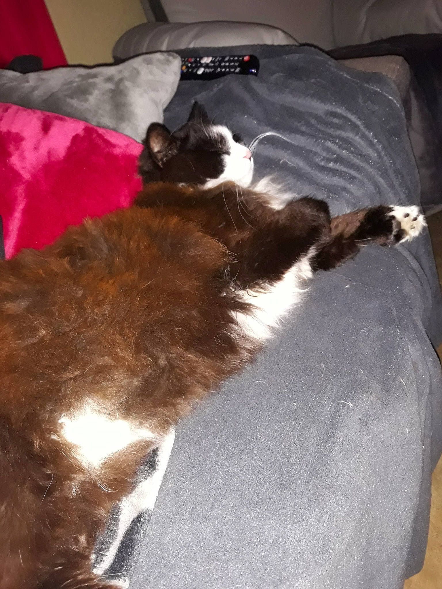 Cacahuète participe au concours pour gagner de l'argent avec cette photo : bed, black_cat, brown, carnivore, cat, comfort, dog_breed, domestic_short_haired_cat, fawn, felidae, flooring, fur, hardwood, linens, mammal, pillow, small_to_medium_sized_cats, tail, whiskers, wood