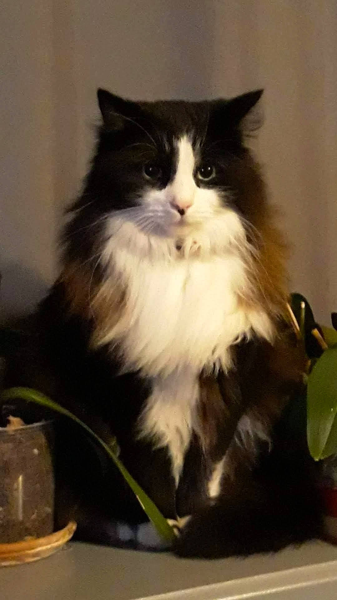 Cacahuète participe au concours pour gagner de l'argent avec cette photo : british_longhair, carnivore, cat, felidae, fur, sitting, small_to_medium_sized_cats, snout, tail, terrestrial_animal, whiskers