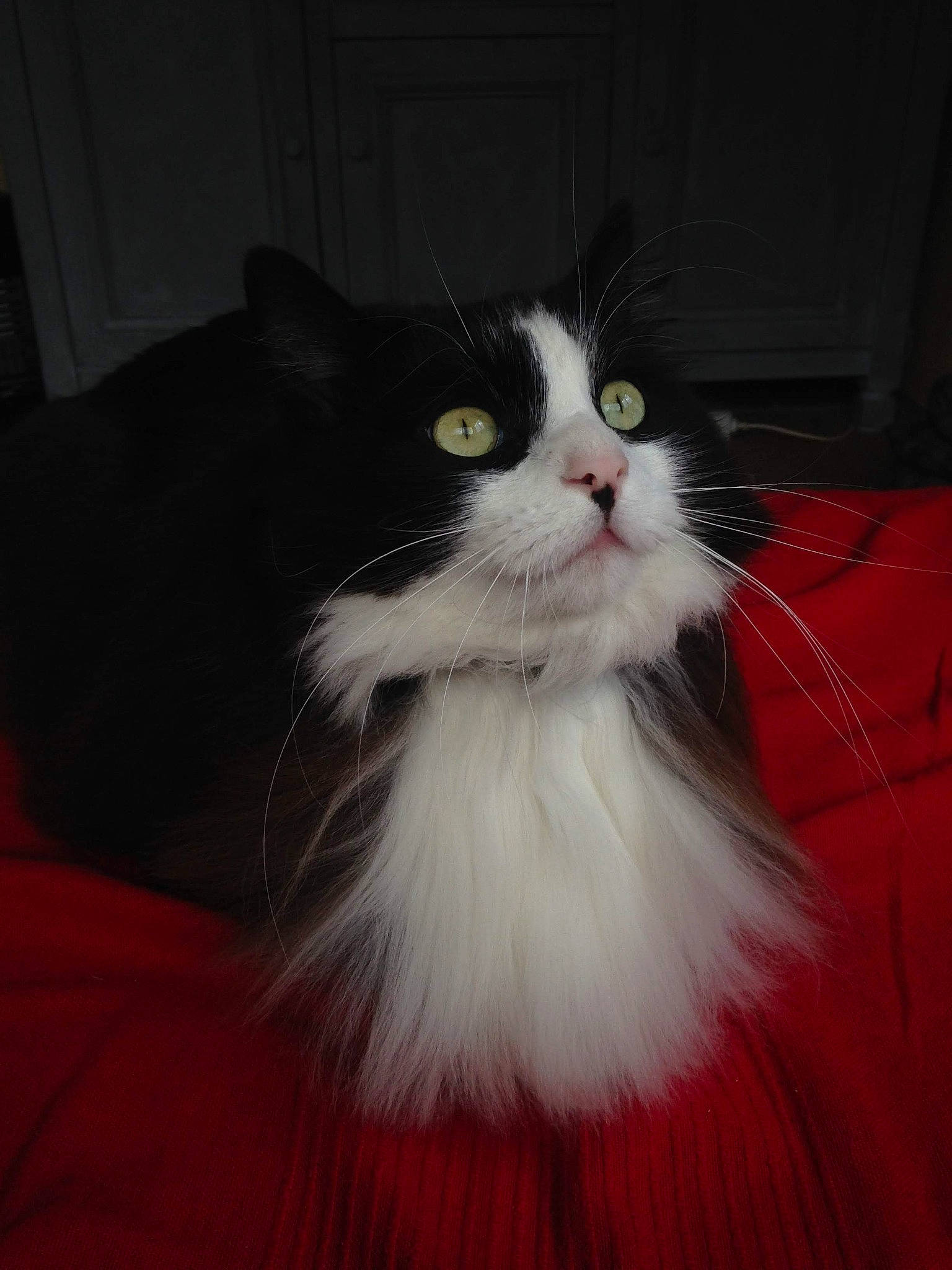 Cacahuète a rejoint le concours — aidez-le/la à gagner de superbes lots ! british_longhair, carnivore, cat, comfort, felidae, fur, hardwood, sitting, small_to_medium_sized_cats, snout, tail, terrestrial_animal, whiskers