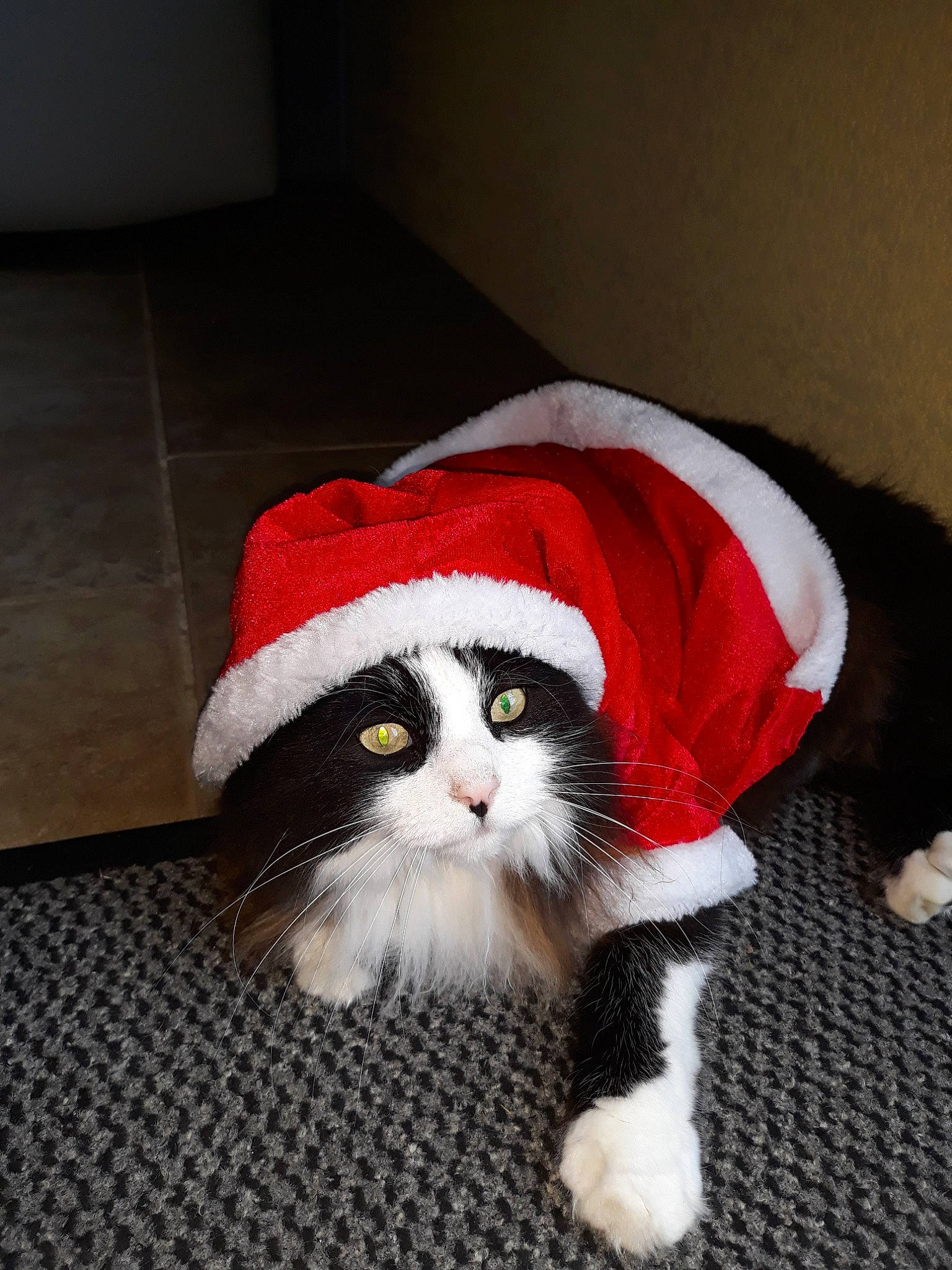 Cacahuète a rejoint le concours — aidez-le/la à gagner de superbes lots ! carmine, carnivore, cat, claw, costume_hat, domestic_short_haired_cat, felidae, fictional_character, fur, glasses, hat, holiday, lap, linens, paw, santa_claus, small_to_medium_sized_cats, snout, tail, whiskers