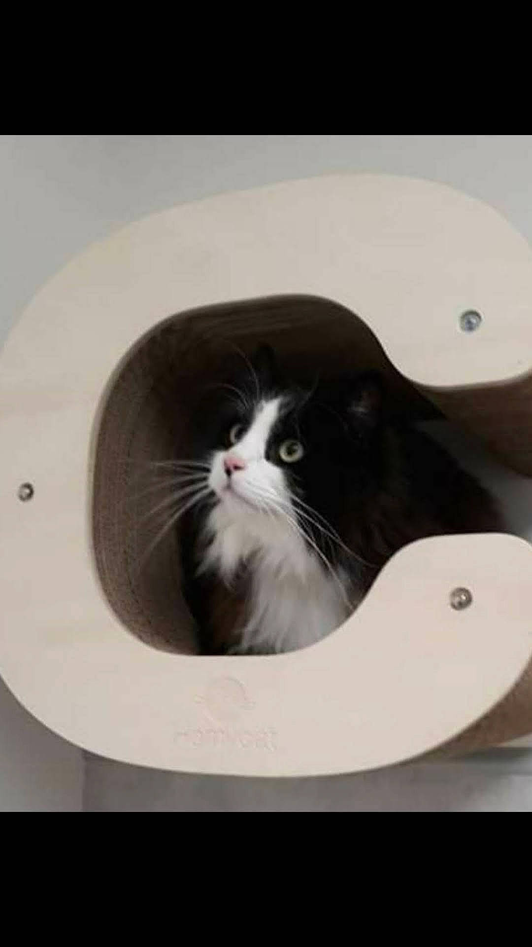 Cacahuète participe au concours pour gagner de l'argent avec cette photo : automotive_tire, carnivore, cat, circle, comfort, domestic_short_haired_cat, felidae, fur, liquid, mammal, monochrome, monochrome_photography, pet_supply, plumbing_fixture, rim, small_to_medium_sized_cats, snout, vertebrate, whiskers, window