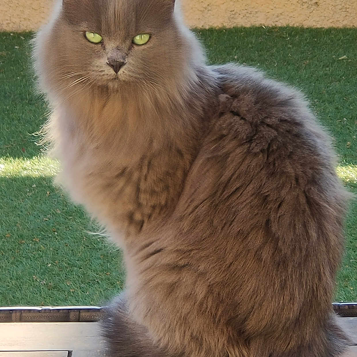Molly participe au concours pour gagner de l'argent avec cette photo : animal, calm, cat, cute, domestic_animal, feline, fluffy, grass, gray, green_eyes, looking, nature, outdoor, pet, portrait, sitting, soft_fur, sunlight, wall, wooden_surface