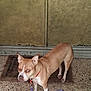 dog, leash, collar, floor, door, pet, animal, standing, brown_dog, outdoor, entrance, curious, wary, concrete_floor, worn_door, medium_sized_dog, canine, domestic_animal, looking, ears_up