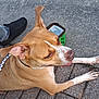 dog, leash, pavement, footwear, shoe, jeans, water_bowl, outdoor, pet, animal, brown, white, ear, tongue, collar, side_view, resting, paw, human, casual