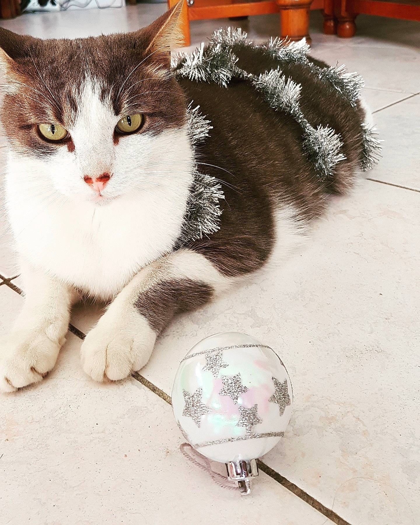 Filou a rejoint le concours — aidez-le/la à gagner de superbes lots ! aegean_cat, carnivore, cat, domestic_short_haired_cat, european_shorthair, eye, felidae, fur, kitten, norwegian_forest_cat, polydactyl_cat, sand, small_to_medium_sized_cats, snout, tabby_cat, tail, whiskers, white