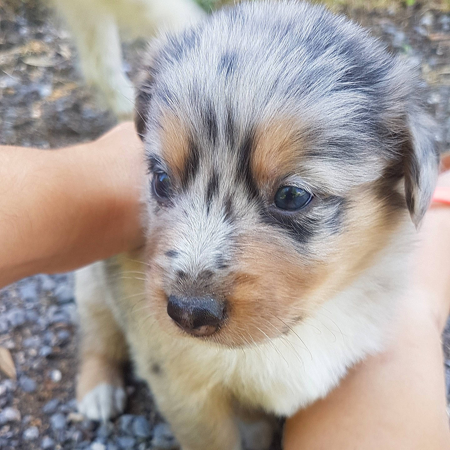 Opale a rejoint le concours — aidez-le/la à gagner de superbes lots ! australian_shepherd, canidae, carnivore, companion_dog, dog, dog_breed, herding_dog, koolie, mammal, miniature_australian_shepherd, puppy, rare_breed_dog, texas_heeler, vertebrate