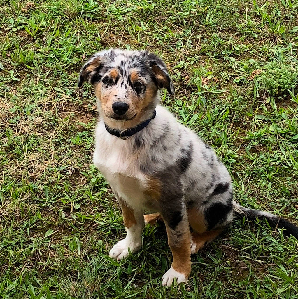 Opale participe au concours pour gagner de l'argent avec cette photo : australian_collie, australian_shepherd, canidae, carnivore, companion_dog, dog, dog_breed, herding_dog, koolie, louisiana_catahoula_leopard_dog, mammal, miniature_australian_shepherd, rare_breed_dog, sporting_group, texas_heeler, vertebrate, working_dog