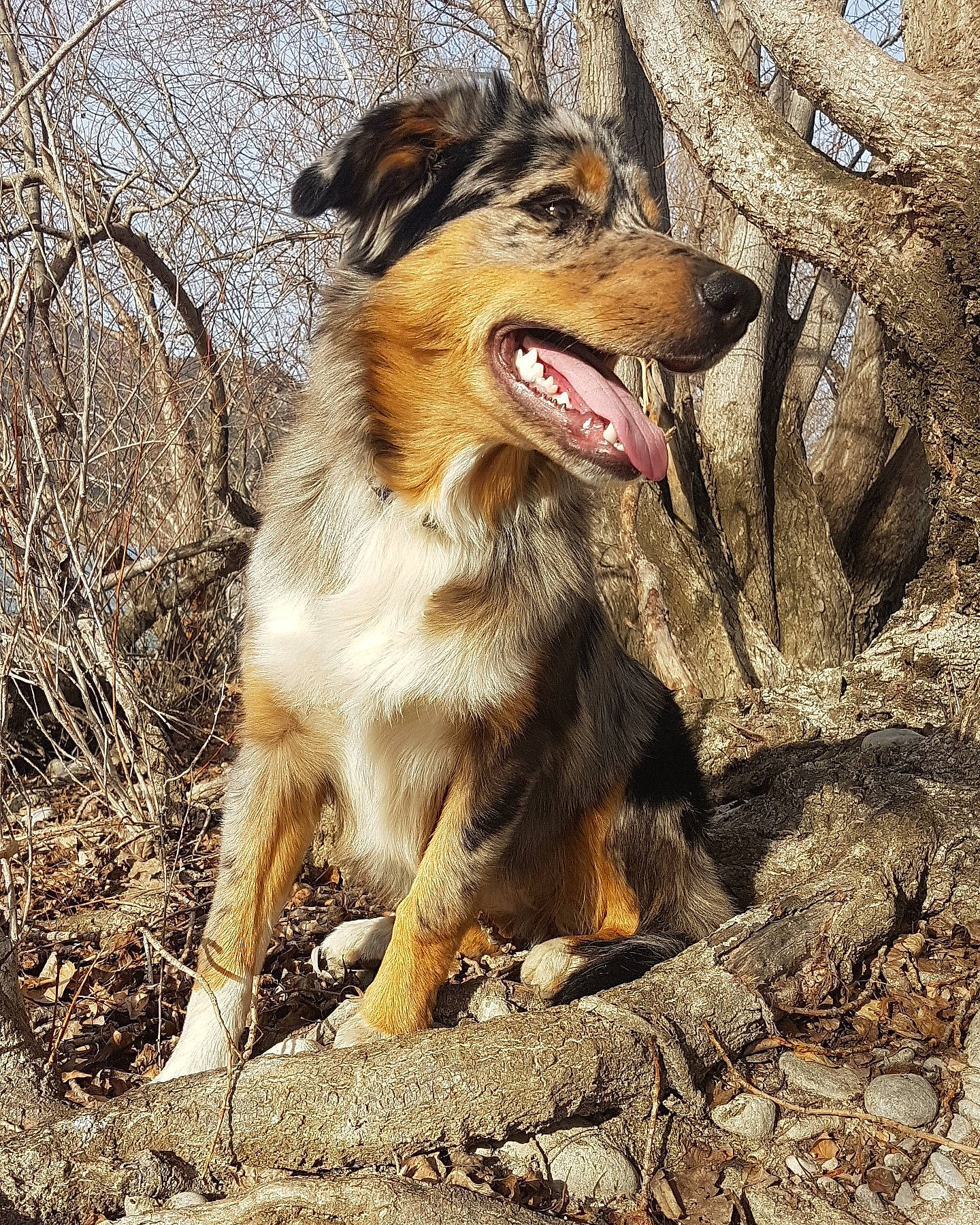 Opale a rejoint le concours — aidez-le/la à gagner de superbes lots ! australian_shepherd, canidae, carnivore, companion_dog, dog, dog_breed, facial_expression, fawn, mammal, plant, sporting_group
