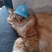 Ryder is registered to the contest to win money with this photo: cat, orange_cat, fluffy, long_hair, pet, animal, blue_hat, baseball_cap, couch, indoor, portrait, close_up, green_eyes, whiskers, paws, fur, relaxed, sitting, cute, funny