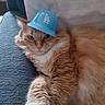 cat, orange_cat, fluffy, long_hair, pet, animal, blue_hat, baseball_cap, couch, indoor, portrait, close_up, green_eyes, whiskers, paws, fur, relaxed, sitting, cute, funny