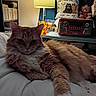 Ryder is registered to the contest to win money with this photo: cat, fluffy_cat, orange_cat, white_chest, whiskers, ears, sleepy, relaxed, lounging, bed, bedroom, lamp, vintage_radio, stereo, records, bookshelf, teddy_bears, cat_pillow, indoor, cozy
