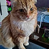 Ryder is registered to the contest to win money with this photo: cat, orange_cat, white_chest, fluffy, long_hair, whiskers, ears, green_eyes, pet, animal, sitting, portrait, close_up, couch, blue_couch, indoor, living_room, blanket, remote_control, home
