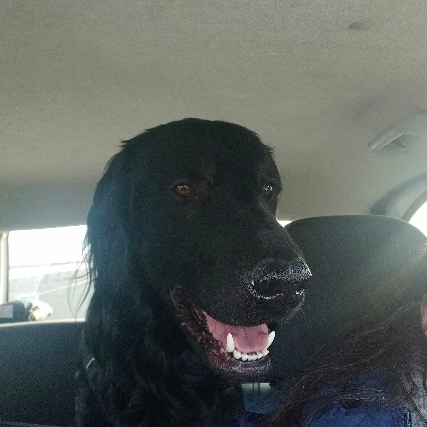 Yondu a rejoint le concours — aidez-le/la à gagner de superbes lots ! backseat, black_dog, car_interior, closeup, daylight, dog, dog_harness, fur, happy, headrest, human_partial, muzzle, nose, panting, pet, portrait, seat, teeth, tongue, window