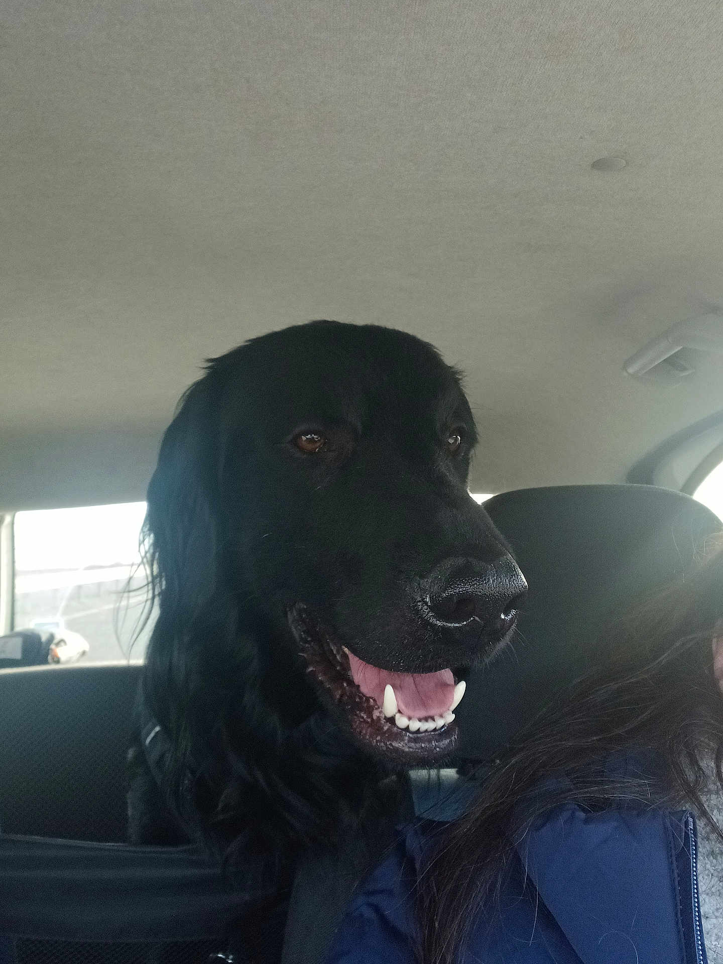 Yondu a rejoint le concours — aidez-le/la à gagner de superbes lots ! dog, black_dog, pet, car_interior, backseat, headrest, window, teeth, tongue, panting, happy, closeup, portrait, fur, nose, muzzle, human_partial, dog_harness, seat, daylight