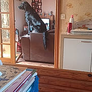 Yondu a rejoint le concours — aidez-le/la à gagner de superbes lots ! dog, black_dog, sofa, living_room, wooden_ceiling, paper_lamp, doorway, television, photo_frames, books, blue_crate, table, cabinet, wallpaper, shelf, clutter, tail, indoor, window, furniture