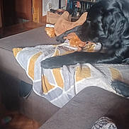 Yondu participe au concours pour gagner de l'argent avec cette photo : black_dog, blanket, books, bookshelf, chewing, couch, cozy, dog, doorway, fur, furniture, indoor, living_room, paw, pet, plush_toy, relaxed, shelf, toy, wood_floor