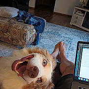 Gracie is registered to the contest to win money with this photo: dog, happy, smiling, living_room, carpet, laptop, bare_feet, furniture, couch, blanket, wood_floor, technology, home, pet, computer, relaxation, indoor, closeup, tongue, canine