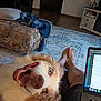 dog, happy, smiling, living_room, carpet, laptop, bare_feet, furniture, couch, blanket, wood_floor, technology, home, pet, computer, relaxation, indoor, closeup, tongue, canine