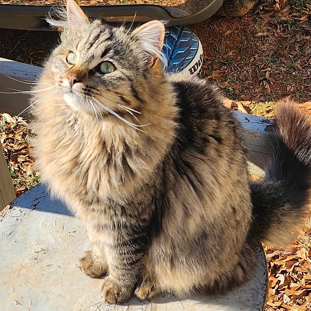 Teddy is registered to the contest to win money with this photo: alloywheel, animal, car, carwheel, cat, clothing, footwear, grass, kitten, machine, pet, plant, shoe, spoke, tire, transportation, tree, vehicle, wheel, wood