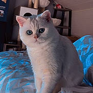 Moon a rejoint le concours — aidez-le/la à gagner de superbes lots ! cat, indoor, bed, bedspread, furniture, cat_tree, white_cat, blue_eyes, pet, animal, cozy, room, sitting, fur, domestic_cat, cute, whiskers, ears, closeup, portrait