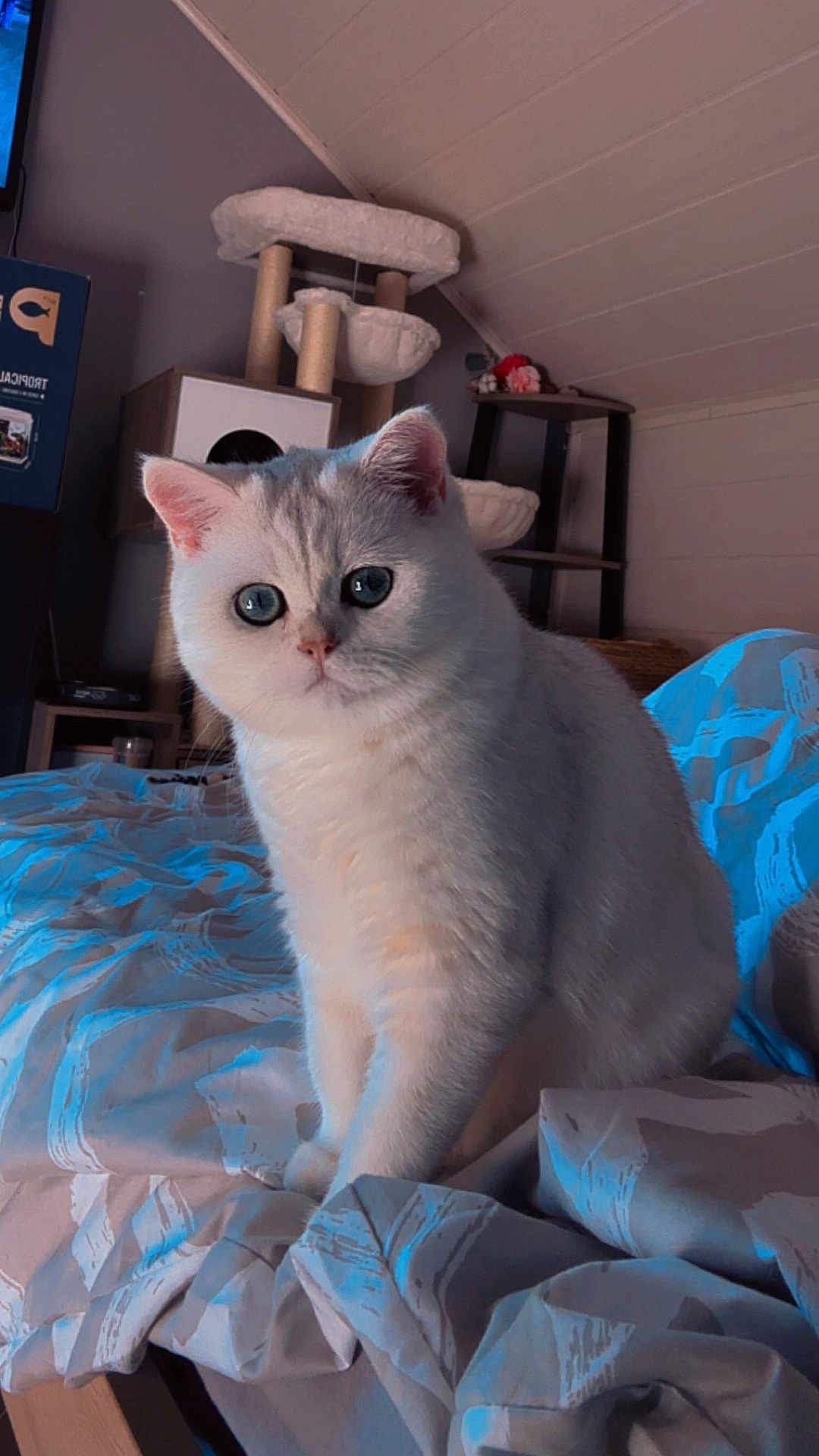 Moon a rejoint le concours — aidez-le/la à gagner de superbes lots ! cat, indoor, bed, bedspread, furniture, cat_tree, white_cat, blue_eyes, pet, animal, cozy, room, sitting, fur, domestic_cat, cute, whiskers, ears, closeup, portrait