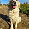 dog, golden_retriever, tongue_out, happy, outdoor, sunny, dirt_path, grass, blue_sky, pet, canine, fur, animal, nature, daylight, portrait, sitting, friendly, cute, mammal