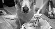 Palkia participe au concours pour gagner de l'argent avec cette photo : animal, birthday, black_and_white, candle, celebration, cute, dog, floor, food, golden_retriever, hand, indoor, looking, number_7, pancakes, party_hat, pet, plate, stack, tiled_floor