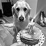dog, golden_retriever, party_hat, birthday, pancakes, candle, number_7, indoor, floor, plate, hand, celebration, pet, animal, looking, food, stack, tiled_floor, black_and_white, cute