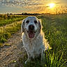 dog, golden_retriever, sunset, outdoor, grass, path, sky, clouds, nature, happy, pet, animal, fur, smiling, sunlight, field, daylight, mammal, canine, summer