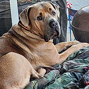 Mayham joined the competition — help win amazing prizes! animal, blanket, brown, camouflage, canine, companion, cozy, dog, ears, face, fur, indoor, large_dog, looking_back, lying_down, nose, pet, relaxed, resting, tan_dog