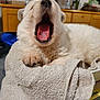 Rling a rejoint le concours — aidez-le/la à gagner de superbes lots ! puppy, dog, yawning, white_fur, towel, indoor, cozy, sleepy, pet, fur, paw, mouth_open, nose, wooden_cabinet, household, domestic, closeup, cute, animal, resting