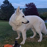 Rling participe au concours pour gagner de l'argent avec cette photo : dog, white_dog, grass, outdoor, tree, basketball, playful, pet, animal, nature, sky, canine, fur, collar, lawn, daylight, side_view, chewed_toy, field, peaceful