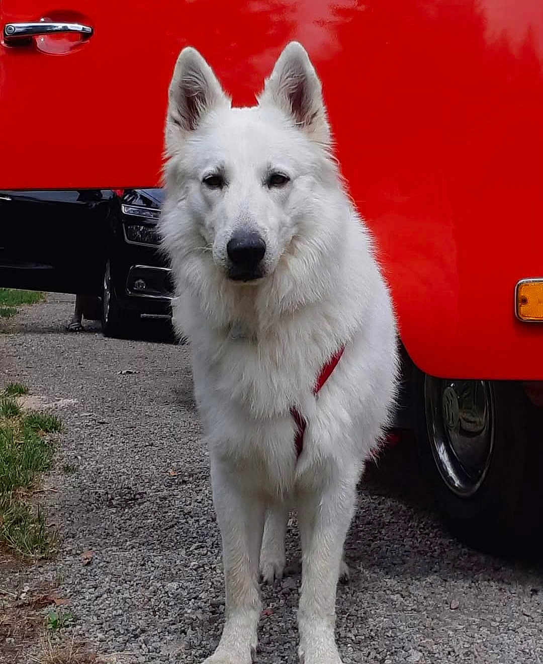 Rling participe au concours pour gagner de l'argent avec cette photo : dog, white_dog, canine, pet, animal, outdoor, gravel, vehicle, red_vehicle, wheel, ears, fur, standing, leash, road, nature, grass, daylight, portrait, alert