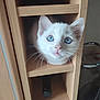 Beli participe au concours pour gagner de l'argent avec cette photo : animal, blue_eyes, cat, closeup, curious, cute, domestic, exploring, face, feline, fur, indoor, kitten, pet, sitting, small, whiskers, wine_rack, wooden_shelf, young