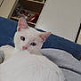 Beli participe au concours pour gagner de l'argent avec cette photo : animal, blanket, blue_eyes, cat, close_up, couch, cozy, ears, face, fur, furniture, home, indoor, looking, nose, pet, relaxed, sitting, whiskers, white_cat