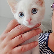 Beli participe au concours pour gagner de l'argent avec cette photo : animal, blue_eyes, close_up, curious, cute, domestic_animal, feline, fingers, hand, holding, indoor, kitten, person, pet, portrait, soft_light, striped_shirt, whiskers, white_cat, young_cat