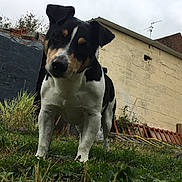 Jack participe au concours pour gagner de l'argent avec cette photo : brazilian_terrier, carnivoran, danish_swedish_farmdog, dog, dog_breed, dog_breed_group, dog_like_mammal, jack_russell_terrier, mammal, russell_terrier, terrier, vertebrate