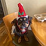 animal, black_brown_dog, canine, chair, christmas_hat, costume, cute, decor, dog, festive, furniture, holiday, holiday_season, home, indoor, looking_up, pet, small_dog, table, wooden_floor