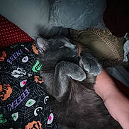 Baby joined the competition — help win amazing prizes! cat, sleeping, pet, furry, gray_cat, indoor, bed, blanket, pillows, cuddling, relaxed, nap, paws, whiskers, closeup, portrait, cozy, home, bedroom, spooky_pattern