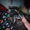 cat, sleeping, pet, furry, gray_cat, indoor, bed, blanket, pillows, cuddling, relaxed, nap, paws, whiskers, closeup, portrait, cozy, home, bedroom, spooky_pattern