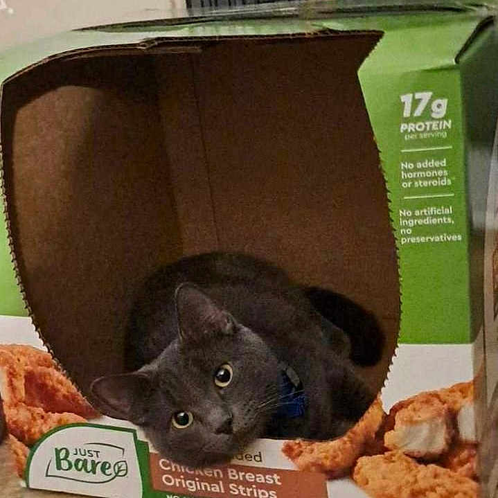 Baby joined the competition — help win amazing prizes! cat, gray_cat, animal, pet, feline, face, eyes, ears, whiskers, fur, cardboard_box, packaging, food_packaging, chicken_strips, blanket, indoors, close_up, curious, funny, portrait
